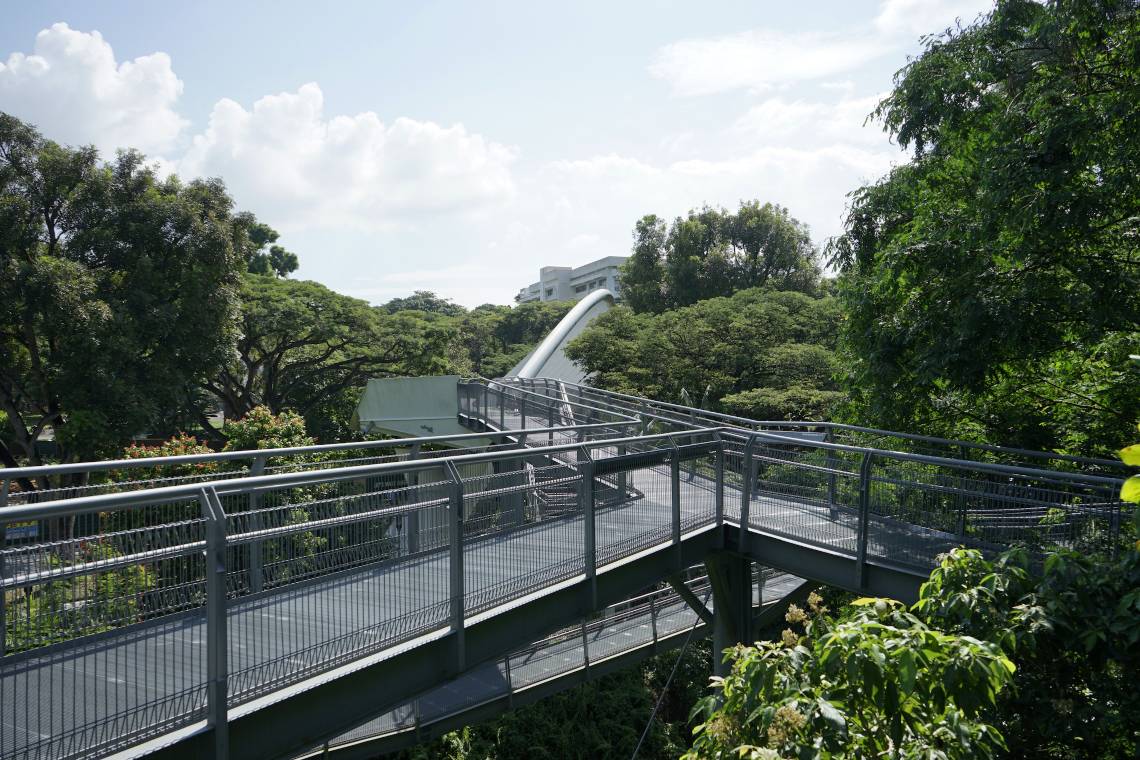Canopy walkway at the Southern Ridges